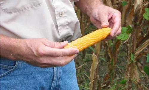 monsanto 1