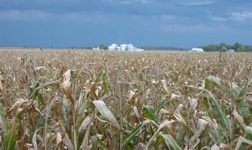 monsanto 3