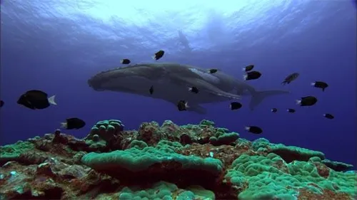 ocean voyagers 1