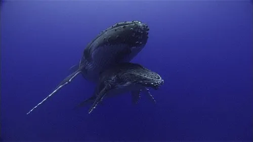 ocean voyagers 2