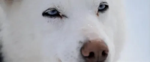 the last sun 1 590x247