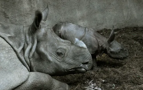 diergaardeblijdorp rob doolaard