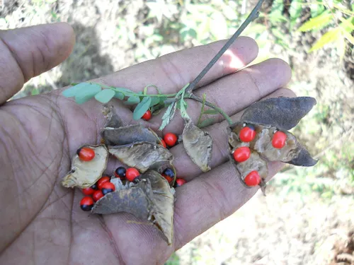 paternosterboontje hq wikimediaorg yvsreddy cc by sa 30