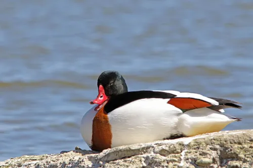 Urvinė antis / E. Duderio nuotr.