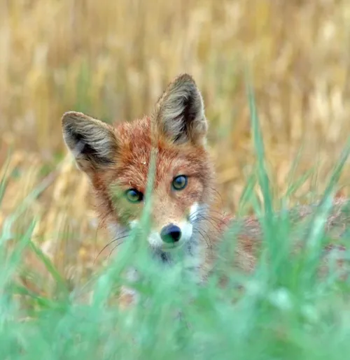 Lapiukas / E. Duderio nuotr.