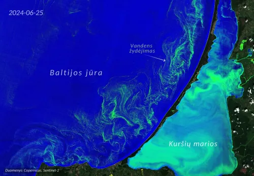Baltijos jūros ir Kuršių marių žydėjimas / VU nuotr.