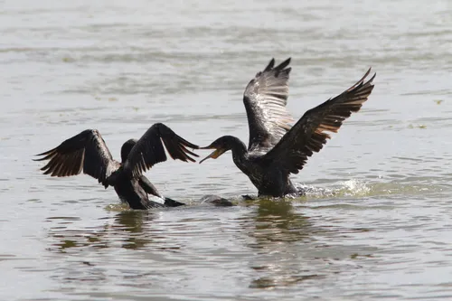 Kormoranai / E. Duderio nuotr.