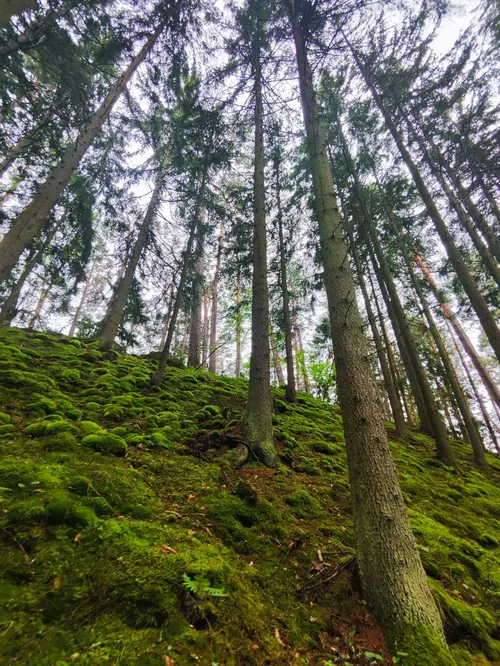 Ekskursija po Juodkrantę su gide Aušra Feser / Kas vyksta nuotr.