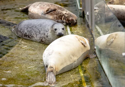 Asociatyvi / A. Mažūno nuotr.