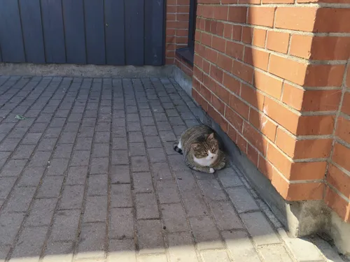 „Maximos“ katinas Garfildas / Kas vyksta nuotr.