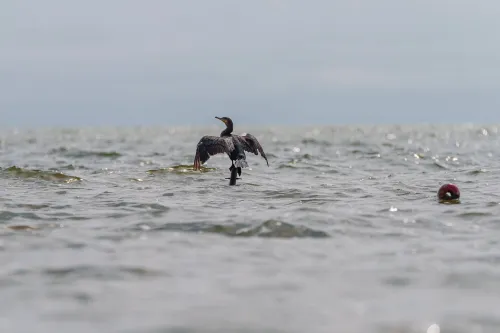 Kormoranas / R. Tenio nuotr.