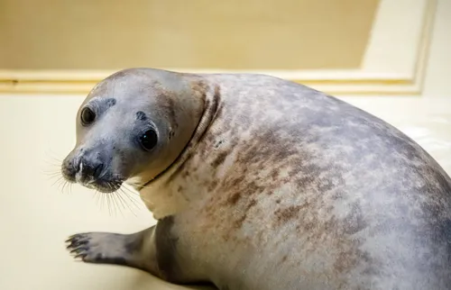 Į Baltijos jūrą paleisti ruoniukai