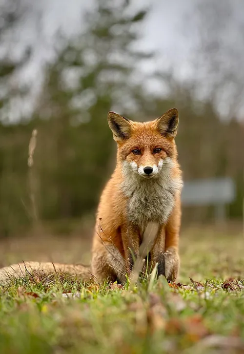 Rudoji lapė / S. Kupliausko, K. Dambrauskienės nuotr.