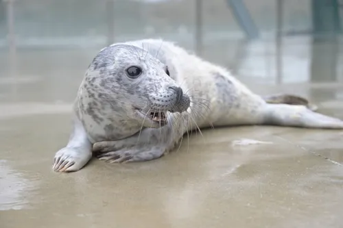 Ruoniukas Lietuvos jūrų muziejaus Baltijos jūros gyvūnų reabilitacijos centre