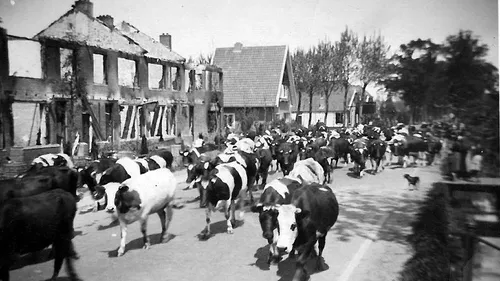 2015 04 08 7evacuatie vee