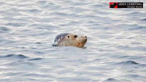 2016 11 02 zeehond 10