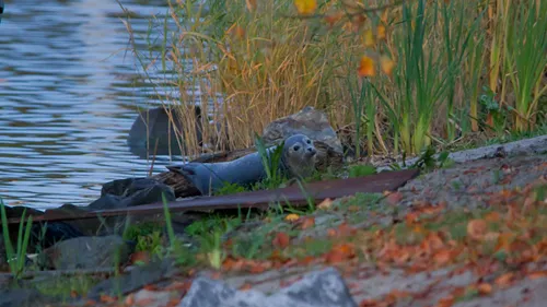 2016 11 02 zeehond s avaonds