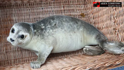 2016 11 03 zeehond 02