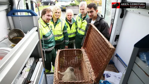 2016 11 03 zeehond 05