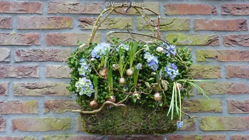 2017 03 01 voorjaarsmand groei en bloei