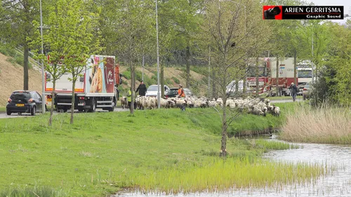 2017 04 12 schapen 005