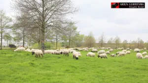 2017 04 12 schapen 015 300x169