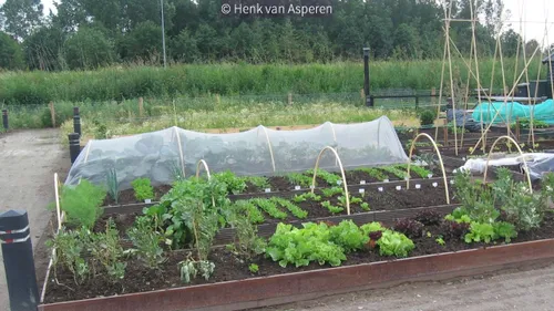 2017 06 07 volkstuin dammersbeek img 0706