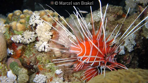 2017 08 01 duikvereniging koraal duivel marcel