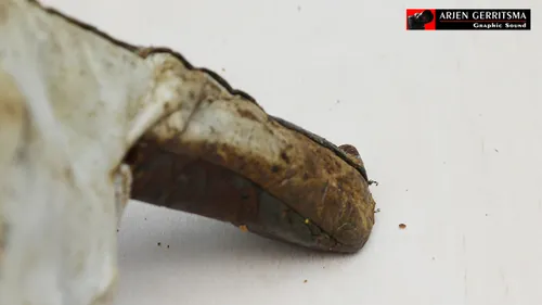 2017 09 14 bijenkast corlaer 11