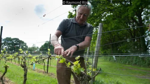 2017 11 06 foto raymond rijs wijngaard aan de breede beek