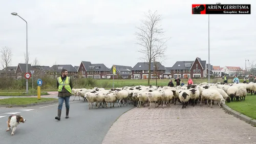2017 12 06 schapen uitzwaaien 011