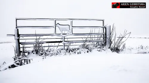 2017 12 10 sneeuw in de polder 004