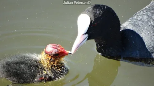 2018 05 15 de postkamer foto 10