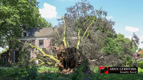 2018 05 30 oude boom 01