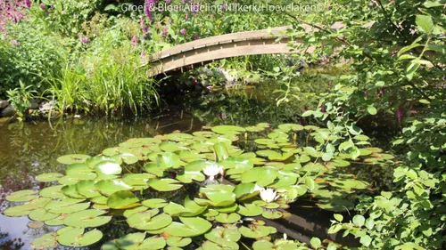 2018 06 08 groei en bloei mooiste tuin 2
