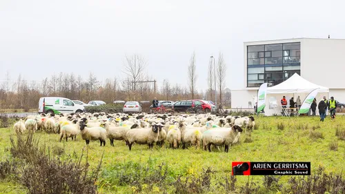 2018 12 05 schapenn 011