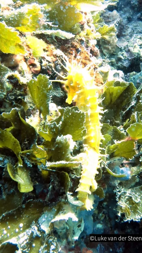 2019 04 25 duikvereninging zeepaardje in kroatie large 01