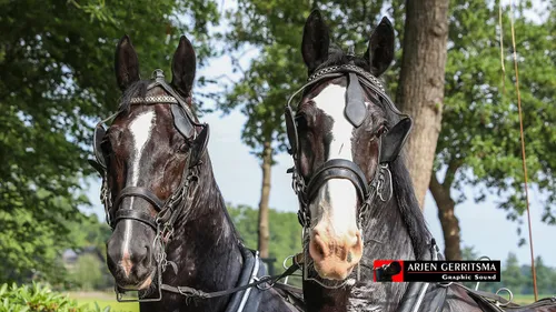 2019 07 06 dap aangespannen paard 04