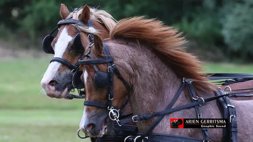 2019 07 06 dap aangespannen paard 24