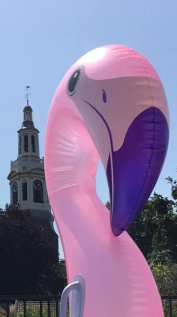 2019 07 27 vreemde vogel 1