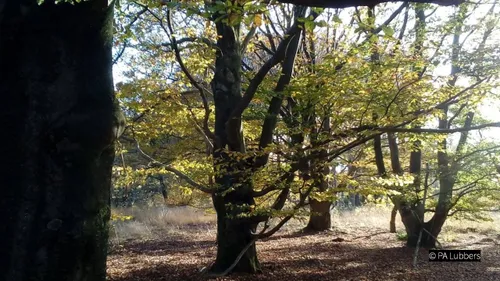 2019 08 17 knotbeuken op landgoed appel herfst 2018 foto pa lubbers 03