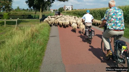 2019 09 12 schapen fietsvierdaagse 001