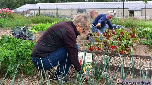 2019 09 24 moestuin uvv oogst 24 9