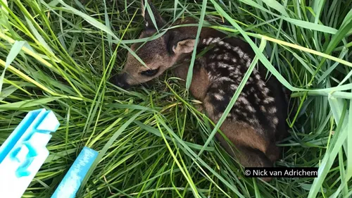 2020 06 03 reekalf 01