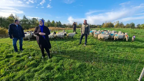 2020 10 28 schapen aboyaakoub 11