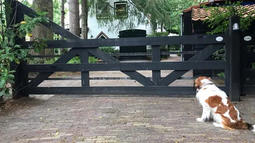 2020 11 06 vito in bergen nijkerknieuws