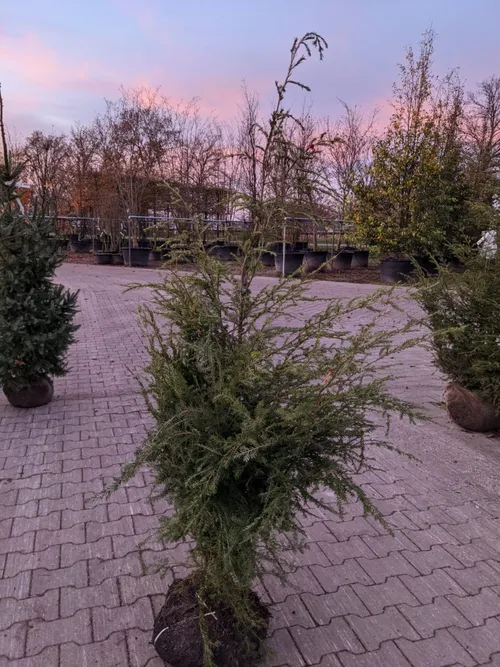 2020 12 02 kertsboom