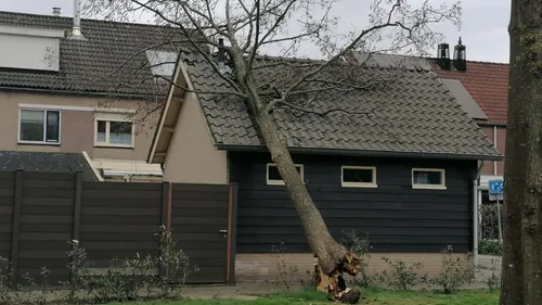 2021 03 11 omgevallen boom 1