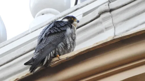 2021 04 03 slechtvalk 1