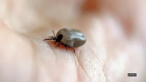 2021 05 20 teek hand photography leaf flower petal animal 1332246 pxhere